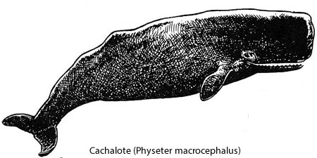 Cachalote (Physeter macrocephalus)